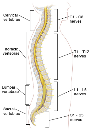 Side view cross section of vertebral column showing the spinal cord and spinal nerves.