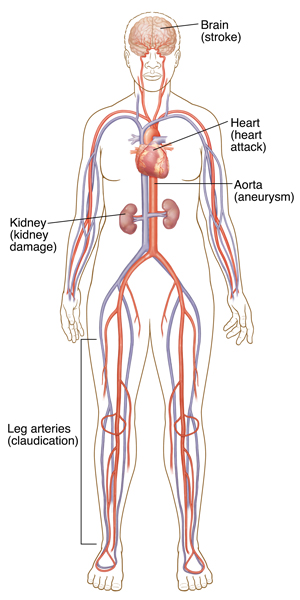 Front view of body showing circulatory system, heart, brain, and kidneys.