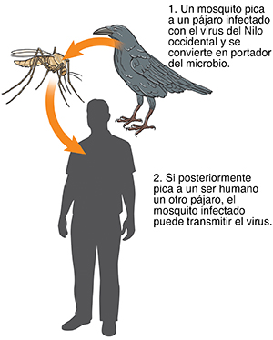 Un cuervo, un mosquito y una silueta de hombre conectados con flechas que indican cómo se transmite el virus del Nilo Occidental del cuervo al mosquito y al ser humano.