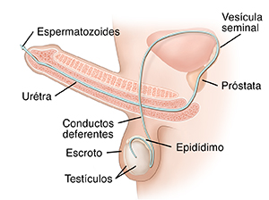 Vista lateral del sistema reproductor masculino donde puede verse el recorrido que hace la esperma.